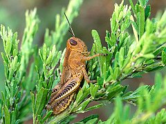 Grasshopper in Meadow